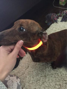 Led Powered Dog Collar