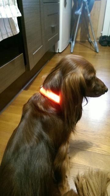 Led Powered Dog Collar